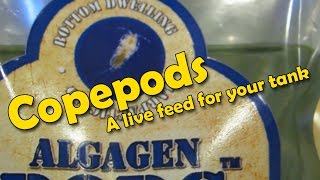 How to add AlgaGen Copepods to your Reef Tank [upl. by Atima589]