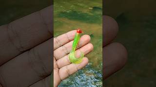 seperti ini cara yang benar pasang umpan softlure lure softlure umpan umpanjitu umpanmancing [upl. by Brebner]