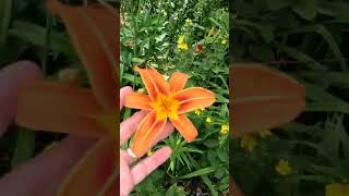 The problem with daylilies [upl. by Reneta]