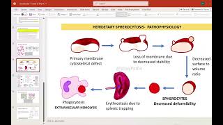 Schistocytes mảnh vỡ hồng cầu và TMA  Daily routine series [upl. by Joost]