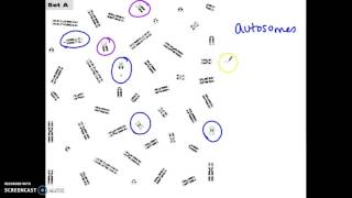 Karyotype Lab M Mystery [upl. by Nama214]