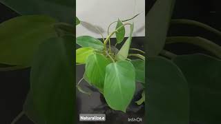 Philodendron Green Princess plants indoorplants [upl. by Messab]