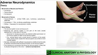 Adverse Neurodynamic 🧠 Introduction to Nerve Tension [upl. by Zorana642]