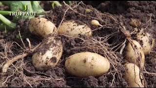 Comment planter des pommes de terre au potager  Truffaut [upl. by Suzann]