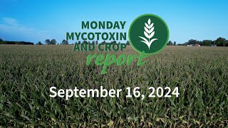 Monday Mycotoxin and Crop Report for September 16 2024 [upl. by Rexanne496]