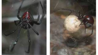 Latrodectus to Bozart  27 of 31 spp [upl. by Isdnil]