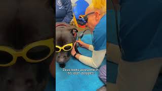 Watch Zeus the English Staffy conquer elbow dysplasia with determination and style [upl. by Sawyere]