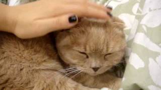 Scottish fold kitty cat petted and purring [upl. by Attelliw641]