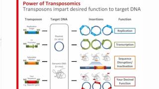 How Can Transposons Accelerate Your Genomics Research [upl. by Anotyal3]