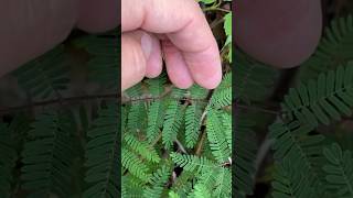 Littleleaf sensitive brier it moves😮 plant identification [upl. by Catlin]