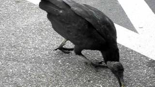 Black Vultures woofing [upl. by Lauralee]