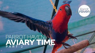 Eclectus Parrots In An Aviary [upl. by Kanor]