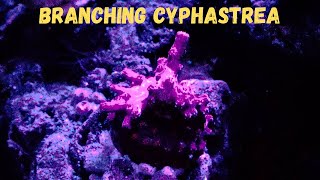 Branching Cyphastrea  Coral Care [upl. by Lyrem]