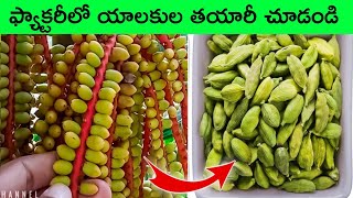 Elaichi forming  makhana forming  bmc facts  interesting Facts  Telugu facts  Factory things [upl. by Llenyr519]