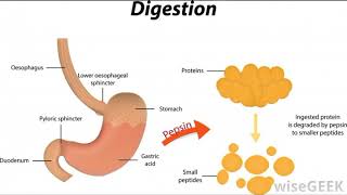 What is Protease [upl. by Ulrick]