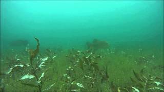 Higgins Lake GoPro3 Dogfish Hunts and Eats Crayfish [upl. by Aer]