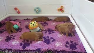 2 week old Toller puppies [upl. by Oslec]