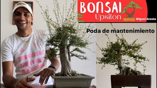 Poda De Mantenimiento En 2 Neea Buxifolia Bonsai Puerto Rico [upl. by Enomsed]