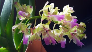 Aerides houlletiana blooms and how I grow it [upl. by Amedeo540]