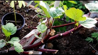 HOW TO SAVE YOUR ROSELLESORREL PLANT Agrosuede Backyard Gardening [upl. by Oruntha]