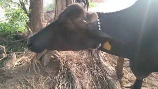 village deshi buffalo tabelo [upl. by Loleta]