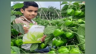 Capsicum karyon result soil solution 97661887549577517177 [upl. by Nomelc]