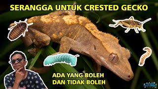 Serangga yang boleh diberikan sebagai makanan Crested Gecko  Jangan sampai salah ngasih FATAL  🦗 [upl. by Gerge]