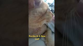 Purrito 4  A New Loaf [upl. by Callista]