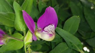 Desentrañando Maravillas Plantas Polygala myrtifolia Pájaro Phaganax [upl. by Naxela104]