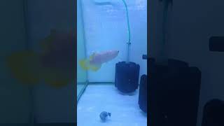 Lovely Arowana fisharowana babyviral shortshortsytshortsYouTubeYouTube short [upl. by Rafaj]