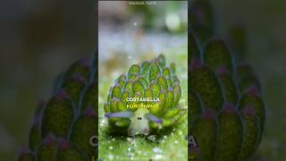 Youve Never Seen a Creature Like This The Photosynthetic Sea Sheep shorts didyouknow [upl. by Asyral649]