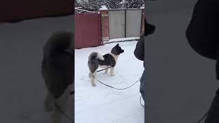 1 American akita vs 7 Dogs [upl. by Corabella]