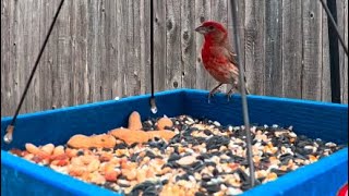 The Most Red House Finch amp His Ladies  Jerk Sparrow Too [upl. by Bean]