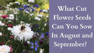 Cool Flowers  Cut Flower Hardy Annual Seeds To Sow In August And September [upl. by Akoyin]