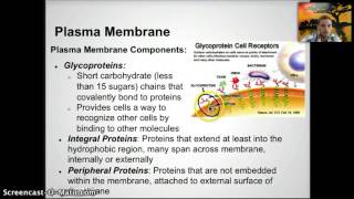 IB 13  Membrane Structure [upl. by Pentheas569]