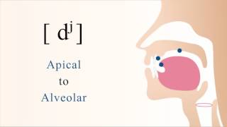 dʲ  voiced unaspirated palatalized apical alveolar stop [upl. by Orford]