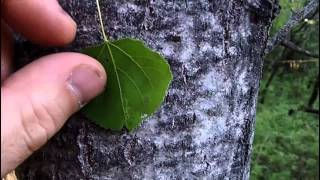 MyNature Apps Identifying Quaking Aspen Populus tremuloides [upl. by Trabue]