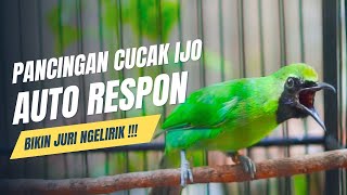 Langsung Mau Jamtrok  Cucak Ijo Gacor Full Isian Tembakan Ampuh Untuk Pancingan Cucak Ijo Lomba [upl. by Anwahsak556]