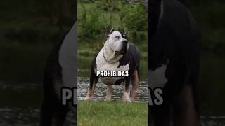 3 razas de perro prohibidas en diferentes paises debido a su peligrosidad Parte 1 perros dogs [upl. by Kirtap888]