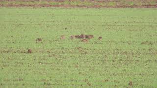 PatrijsPerdix perdixGrey partridge 3 [upl. by Enelram84]