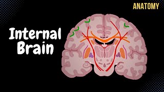 Internal Cerebrum Association Commissural Projection Fibers Basal Ganglion [upl. by Aubine]