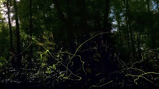 Great Smoky Fireflies in VR [upl. by Namharludba845]