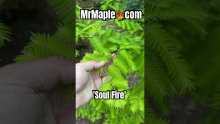 Metasequoia glyptostroboides Soul Fire Golden Dawn Redwood MrMaplecom dawnredwood gardening [upl. by Cooperstein]