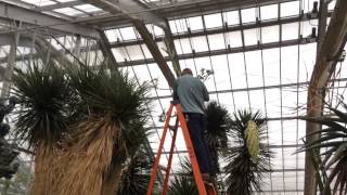 80yearold agave plant at UMs botanical gardens gets cut down [upl. by Lanni303]