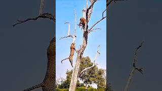 Cheetahs Wild Food Fight in the Tree Who Will Claim the Prize [upl. by Joellyn]