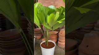 ruffled fan palm with beautiful leaf palm houseplant [upl. by Ailedroc]