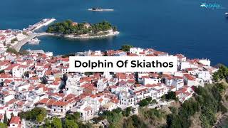 Dolphin of Skithos welcomes Jet2 CEO Steve Heapy to Skiathos [upl. by Arlen]