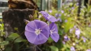 Ground Morning Glory Convolvulus pluricaulis Blue [upl. by Culley]