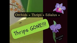 Orchids Thrips and Edialux  Thrips GONE D [upl. by Cherish936]