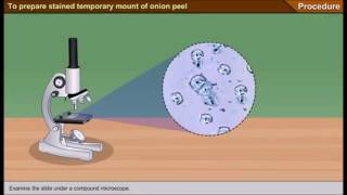 Scienze1osservazione al microscopio ottico delle cellule della mucosa boccale [upl. by Alfonse]